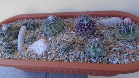 Grup de 9 Turbinicarpus; T. graminispinus
T. klinkerianus
T. schwarzii v. rubriflorus
T. pachystele
T. macrochele v. screvispinum
T. macrochele v. kupcakii
T. viereckii
T. hb. gracilis x jauernigii
T. gielsdorfianus
