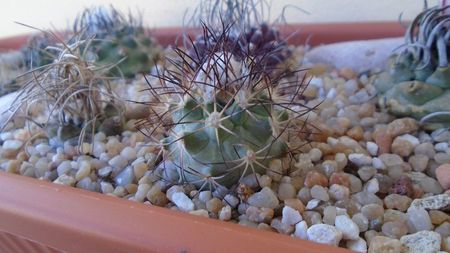 Turbinicarpus gielsdorfianus