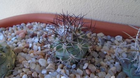 Turbinicarpus gielsdorfianus