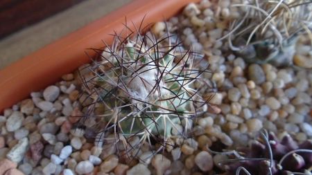 Turbinicarpus gielsdorfianus