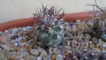 Turbinicarpus gielsdorfianus