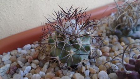 Turbinicarpus gielsdorfianus