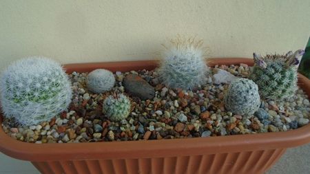 Grup de 6 Mammillaria; M. candida    
M. schumannii v. globosa          
M. perezdelarosae 
M. duwei
M. guelzowiana
M. lasiacantha v. denudata
