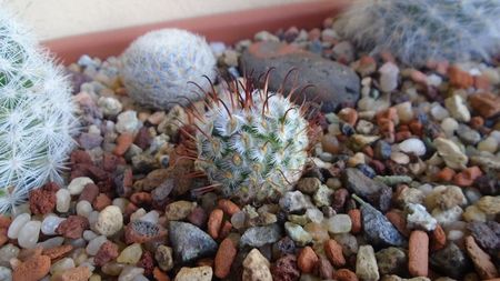 Mammillaria perezdelarosae