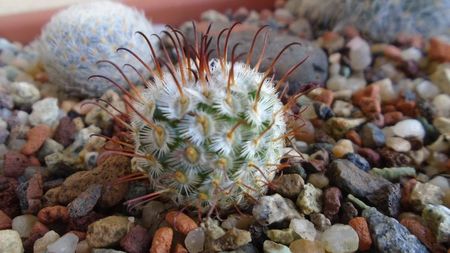 Mammillaria perezdelarosae