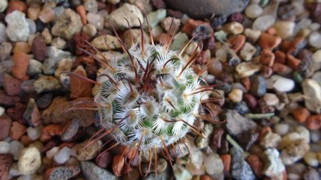 Mammillaria perezdelarosae