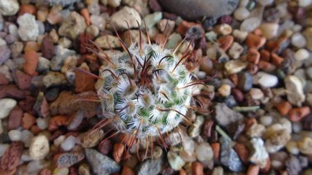 Mammillaria perezdelarosae