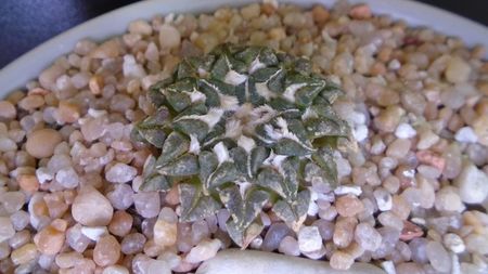 Ariocarpus kotschoubeyanus v. macdowellii