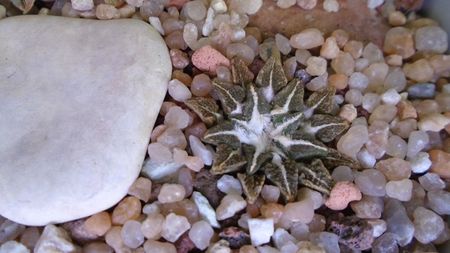 Ariocarpus kotschoubeyanus v. albiflorus