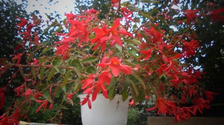 Begonia boliviensis