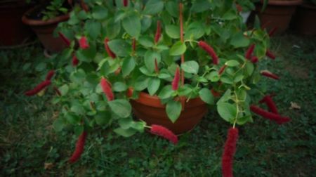 Acalypha pendula