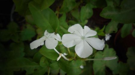 Plumbago zeylanica,dupa o taiere mai drastica