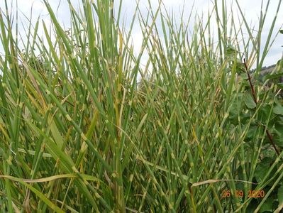 miscanthus sinensis Zebrinus