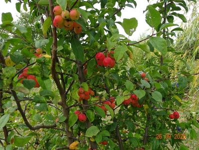 malus Red Sentinel