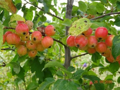 malus Red Sentinel