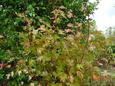 acer palm. Asahi-Zuru