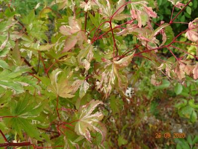 acer palm. Asahi-Zuru