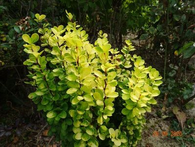 berberis Golden Rocket