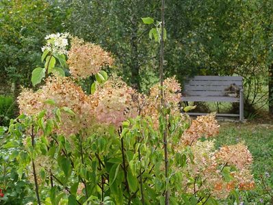 hydrangea pan. Phantom