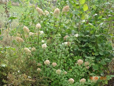 hydrangea pan. Sundae Fraise