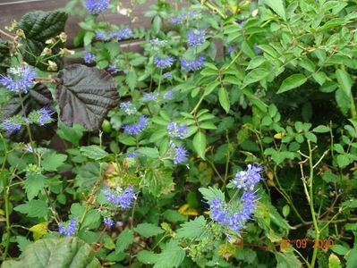 caryopteris clandonenis