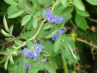 caryopteris clandonenis