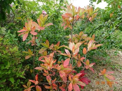 azalea Goldtopas