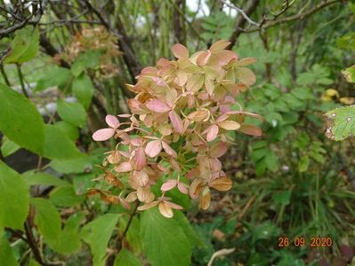 hydrangea pan. Graffiti