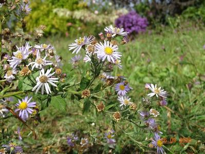 aster ageratoides Asran