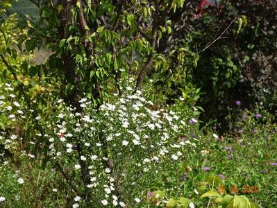 aster pringlei Monte Cassino