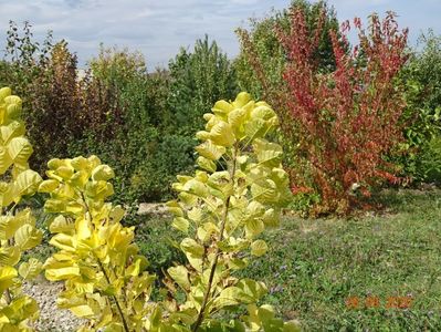 cotinus coggyria Golden Spirit, acer tataricum