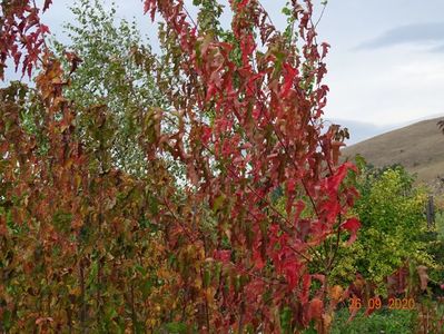 acer tataricum