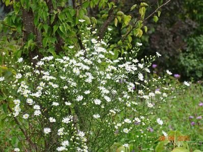 aster pringlei Monte Cassino