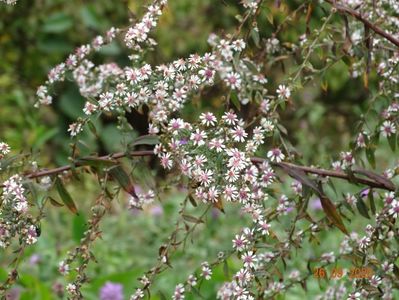 aster Lady in Black