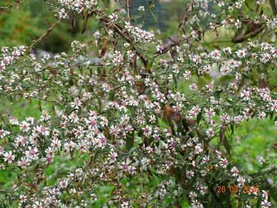 aster Lady in Black