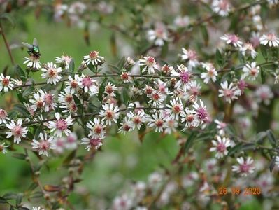 aster Lady in Black