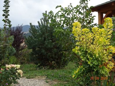 cotinus coggyria Golden Spirit