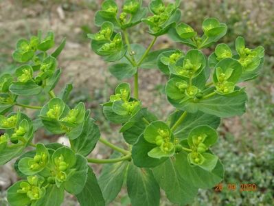 euphorbia helioscopia