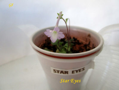Star Eyes(27-09-2020)