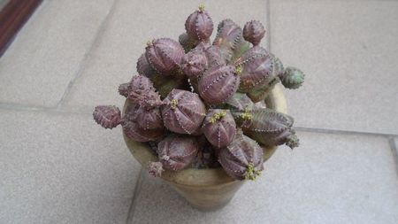 Euphorbia daisymontana (obesa x tubiglans)