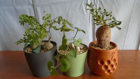 Familia plantelor caudiciforme, pachycaule si bulboase