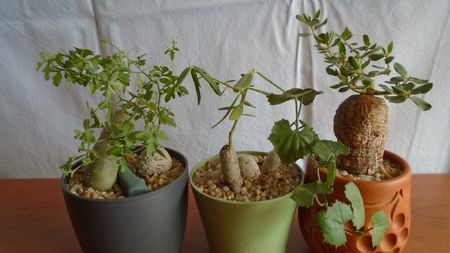 Familia plantelor caudiciforme, pachycaule si bulboase