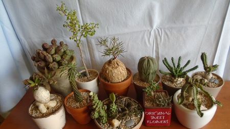 Familia Euphorbia