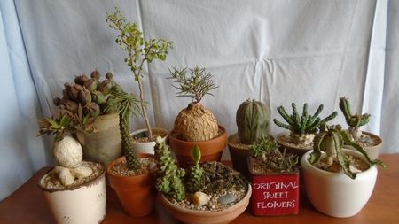 Familia Euphorbia