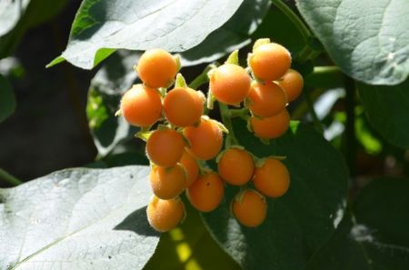 Dwarf  tamarillo