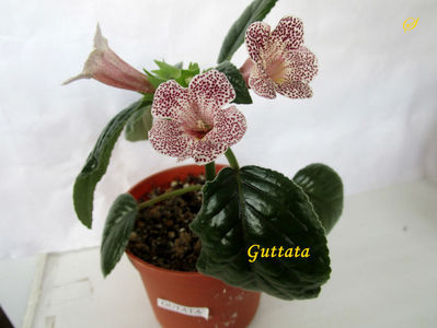 Guttata(1-x-2020)