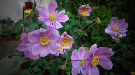 Anemone japonica