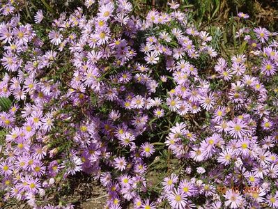 aster ericoides Esther