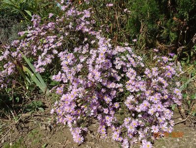 aster ericoides Esther