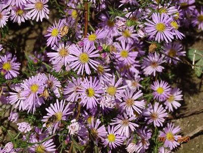 aster ericoides Esther